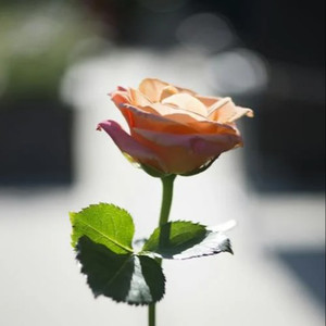 嗯啊流了打屁股男男
